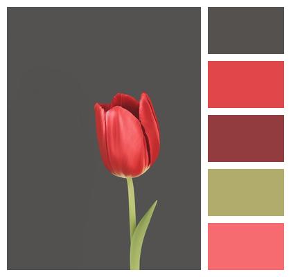 Flower Tulip Ai Generated Image